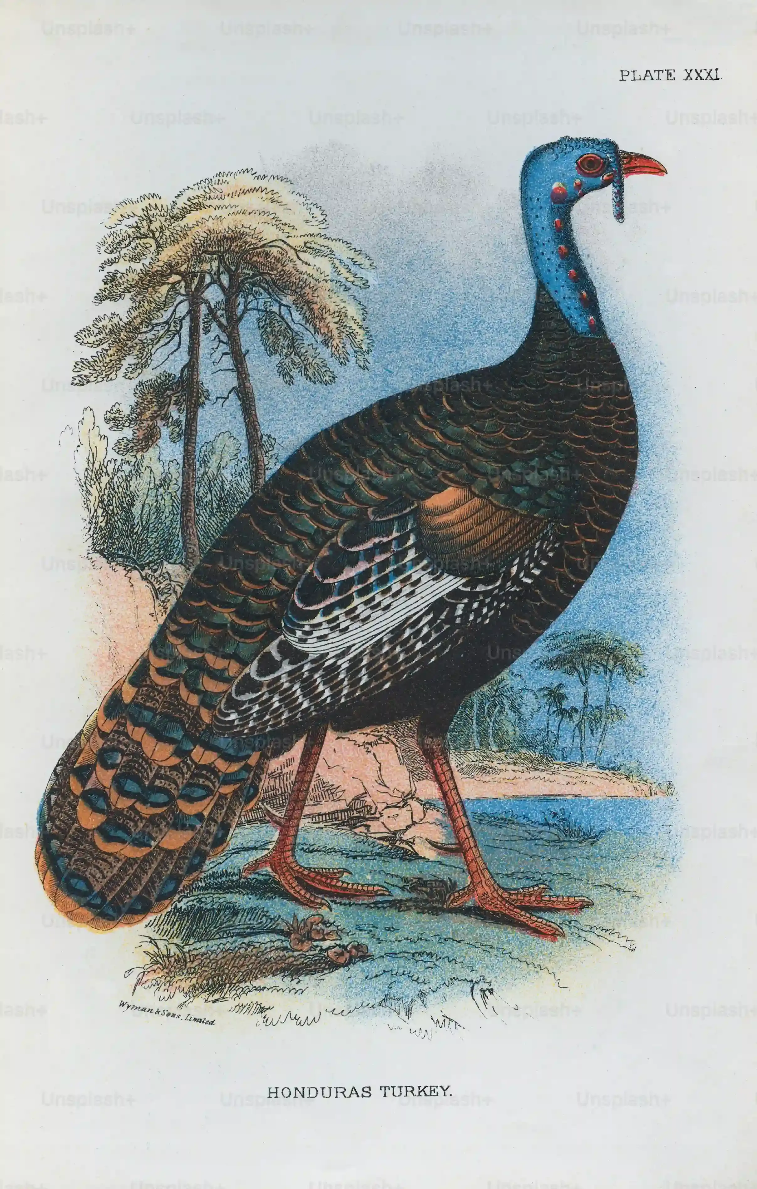 From Full Birds to Feathers: Variations in Peacock Tattoo Designs